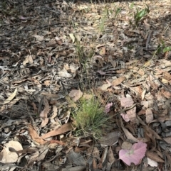 Poa sieberiana var. sieberiana at Aranda, ACT - 27 Nov 2023