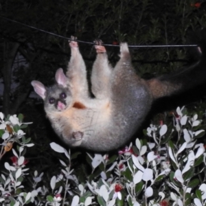 Trichosurus vulpecula at Wanniassa, ACT - 26 Nov 2023