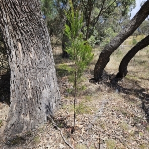 Exocarpos cupressiformis at The Pinnacle - 26 Nov 2023 11:00 AM