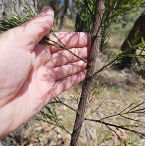 Exocarpos cupressiformis at The Pinnacle - 26 Nov 2023 11:00 AM