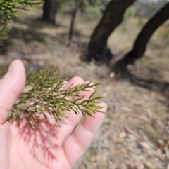 Exocarpos cupressiformis at The Pinnacle - 26 Nov 2023 11:00 AM