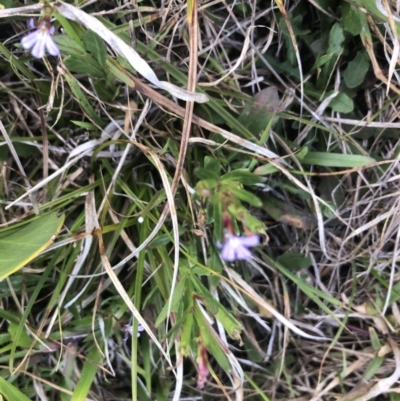 Lobelia anceps (Angled Lobelia) at Tilba Lake Herbarium - 25 Nov 2023 by TilbaLakeHerbarium