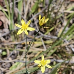 Tricoryne elatior (Yellow Rush Lily) at The Pinnacle - 26 Nov 2023 by sangio7
