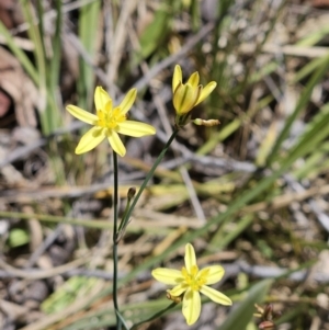 Tricoryne elatior at The Pinnacle - 26 Nov 2023 11:18 AM