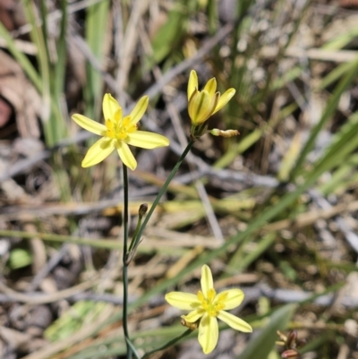 Tricoryne elatior (Yellow Rush Lily) at The Pinnacle - 26 Nov 2023 by sangio7