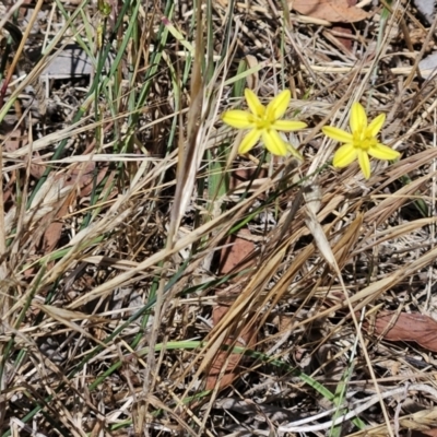 Tricoryne elatior (Yellow Rush Lily) at Hawker, ACT - 26 Nov 2023 by sangio7
