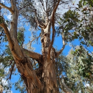 Eucalyptus globulus subsp. bicostata at Reid, ACT - 27 Nov 2023