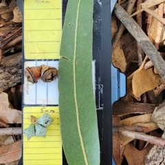 Eucalyptus globulus subsp. bicostata at Reid, ACT - 27 Nov 2023 10:56 AM