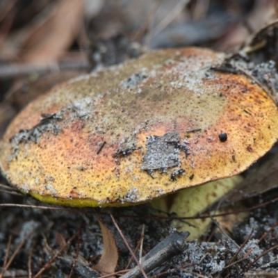 Unidentified Fungus at Brunswick Heads, NSW - 16 Nov 2023 by macmad