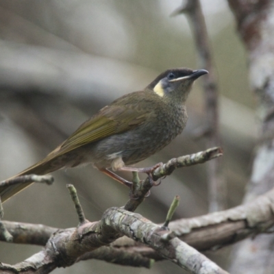 Meliphaga lewinii (Lewin's Honeyeater) at Brunswick Heads, NSW - 16 Nov 2023 by macmad