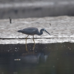 Egretta novaehollandiae (White-faced Heron) at Wallum - 16 Nov 2023 by macmad