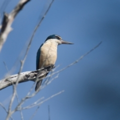 Todiramphus sanctus (Sacred Kingfisher) at Brunswick Heads, NSW - 16 Nov 2023 by macmad