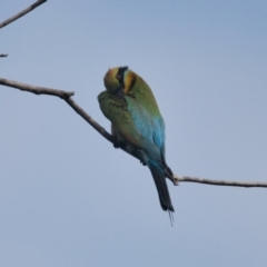 Merops ornatus (Rainbow Bee-eater) at Brunswick Heads, NSW - 16 Nov 2023 by macmad