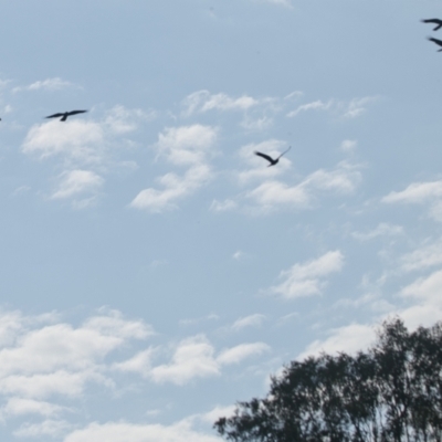 Zanda funerea (Yellow-tailed Black-Cockatoo) at Brunswick Heads, NSW - 16 Nov 2023 by macmad