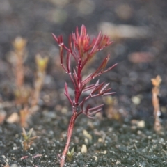 Unidentified Other Shrub at Brunswick Heads, NSW - 16 Nov 2023 by macmad