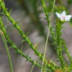 Sprengelia sprengelioides (Sprengelia) at Wallum - 16 Nov 2023 by macmad