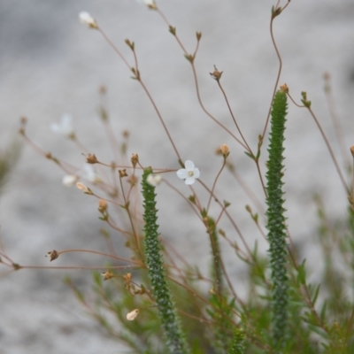 Mitrasacme alsinoides at Wallum - 17 Nov 2023 by macmad