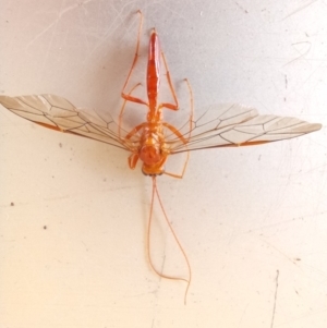 Hypopheltes sp. (genus) at Birrigai - 27 Nov 2023