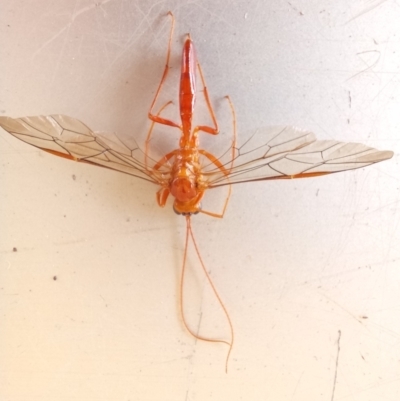 Hypopheltes sp. (genus) at Paddys River, ACT - 26 Nov 2023 by jac