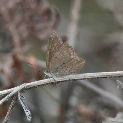 Unidentified Moth (Lepidoptera) at Brunswick Heads, NSW - 17 Nov 2023 by macmad