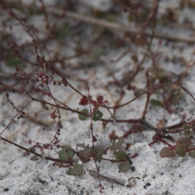 Unidentified Plant at Brunswick Heads, NSW - 16 Nov 2023 by macmad
