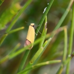 Unidentified Moth (Lepidoptera) at Brunswick Heads, NSW - 17 Nov 2023 by macmad