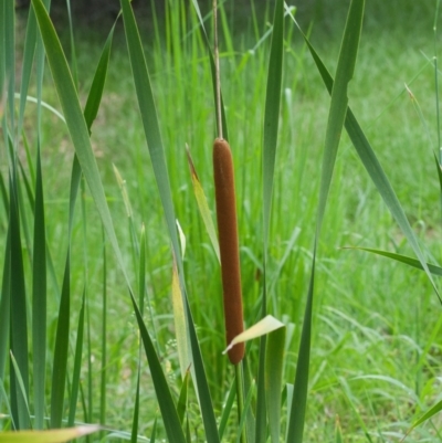 Typha orientalis (Broad-leaved Cumbumgi) at Wallum - 16 Nov 2023 by macmad