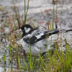 Grallina cyanoleuca (Magpie-lark) at Wallum - 17 Nov 2023 by macmad