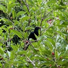 Eudynamys orientalis (Pacific Koel) at Aranda, ACT - 26 Nov 2023 by KMcCue