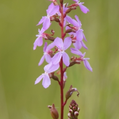 Stylidium sp. (Trigger Plant) at Brunswick Heads, NSW - 17 Nov 2023 by macmad