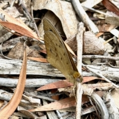 Heteronympha merope (Common Brown Butterfly) at GG182 - 26 Nov 2023 by KMcCue