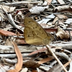 Heteronympha merope at GG182 - 26 Nov 2023