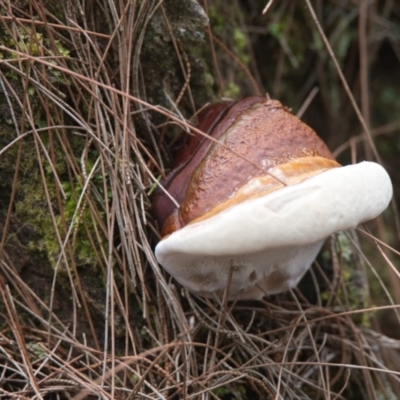 Unidentified Shelf-like to hoof-like & usually on wood at Brunswick Heads, NSW - 16 Nov 2023 by macmad