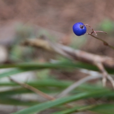 Dianella sp. (Flax Lily) at Brunswick Heads, NSW - 16 Nov 2023 by macmad