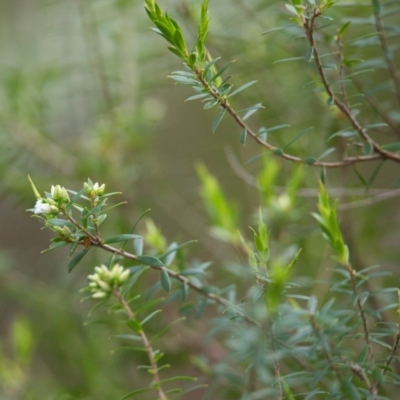 Leucopogon pimeleoides (Bushy Whitebeard) at Brunswick Heads, NSW - 16 Nov 2023 by macmad