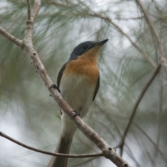 Myiagra rubecula (Leaden Flycatcher) at Brunswick Heads, NSW - 17 Nov 2023 by macmad