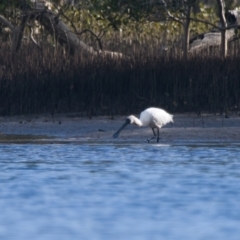 Platalea regia (Royal Spoonbill) at Brunswick Heads, NSW - 18 Nov 2023 by macmad