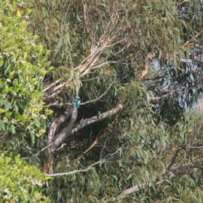 Todiramphus sanctus (Sacred Kingfisher) at Brunswick Heads, NSW - 17 Nov 2023 by macmad