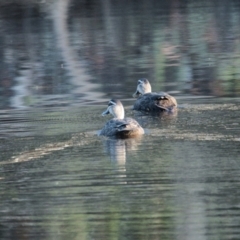 Anas superciliosa (Pacific Black Duck) at Brunswick Heads, NSW - 19 Nov 2023 by macmad