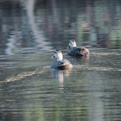 Anas superciliosa (Pacific Black Duck) at Brunswick Heads, NSW - 19 Nov 2023 by macmad