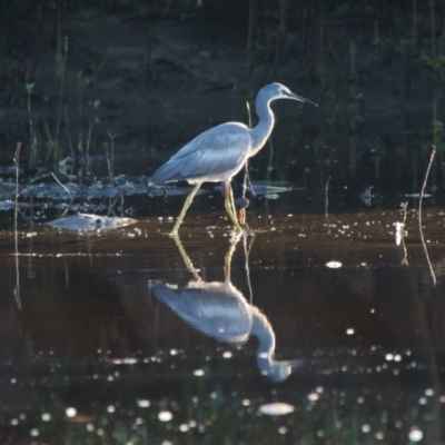 Egretta novaehollandiae (White-faced Heron) at Brunswick Heads, NSW - 18 Nov 2023 by macmad