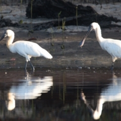 Platalea regia (Royal Spoonbill) at Brunswick Heads, NSW - 18 Nov 2023 by macmad