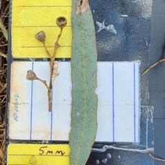 Eucalyptus melliodora (Yellow Box) at Mount Ainslie - 27 Nov 2023 by Steve818