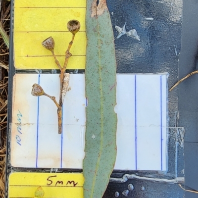 Eucalyptus melliodora (Yellow Box) at Mount Ainslie - 27 Nov 2023 by Steve818