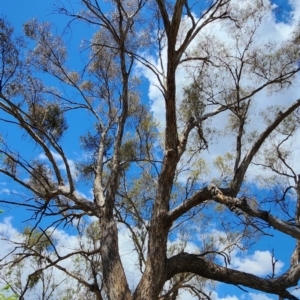 Eucalyptus melliodora at Mount Ainslie - 27 Nov 2023 11:40 AM