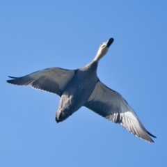 Anas superciliosa (Pacific Black Duck) at Brunswick Heads, NSW - 18 Nov 2023 by macmad