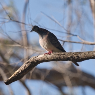 Geopelia humeralis (Bar-shouldered Dove) at Brunswick Heads, NSW - 19 Nov 2023 by macmad