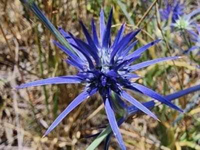 Eryngium ovinum (Blue Devil) at Mount Ainslie - 27 Nov 2023 by Steve818