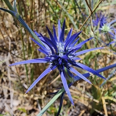 Eryngium ovinum (Blue Devil) at Mount Ainslie - 27 Nov 2023 by Steve818