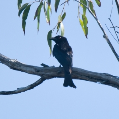 Dicrurus bracteatus (Spangled Drongo) at Brunswick Heads, NSW - 18 Nov 2023 by macmad